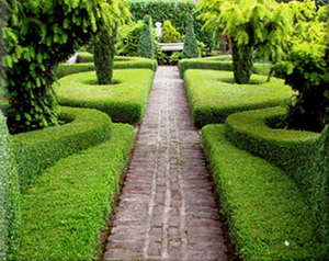 buxus-faulkner-soveny