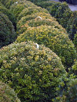 buxus-microphylla-rococo-bukszus