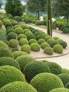 buxus-semperviren-pin