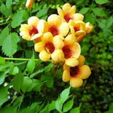 campsis-radicans-judy