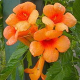 campsis-radicans-orange-summer