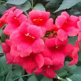 campsis-radicans-tango