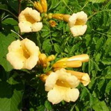 campsis-radicans-yellow-trumpet