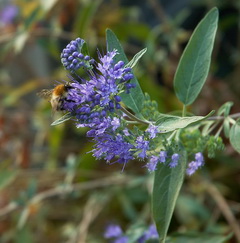caryopteris-x-clandonensis