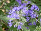 caryopteris-x-clandonensis-heavenly-blue