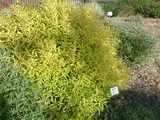 caryopteris-x-clandonensis-worchester-gold