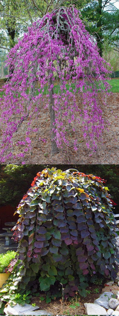 cercis-canadensis-ruby-falls