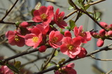 chaenomeles-japonica-etna-japanbirs