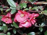 Eximia japánbirs chaenomeles-japonica-eximia