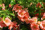 Sargentii japánbirs chaenomeles-japonica-sargentii