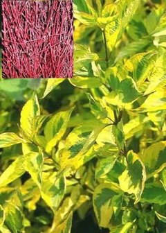 cornus-alba-spaethii-feher-som