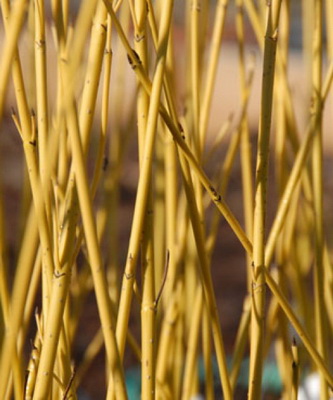 cornus-stolonifera-flaviramea_sarga-vesszeju-som-vesszok