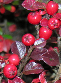 cotoneaster-horizontalis-oszi-lombszin