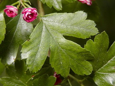 crataegus-laevigata-pauls-scarlet