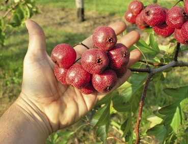 crataegus-pinnatifida_eheto-kinai-galagonya