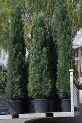 cupressocyparis-leylandii-blue-jeans