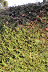 cupressocyparis-leylandii elhibázott sövény
