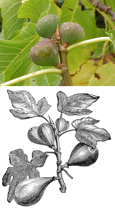ficus-carica-crop-and-leaves-fuge-illustration-6275997_369x671.png