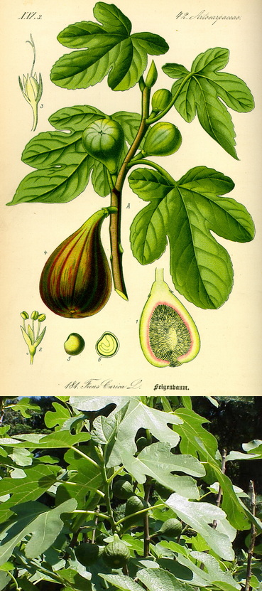 ficus-carica_kozonseges-fuge-Illustration-02
