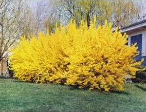 forsythia-lynwood-aranycserje-300x230.jpg