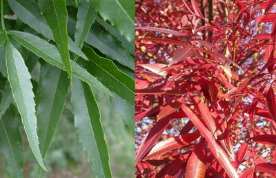 fraxinus-angustifolia-raywood-keskenylevelu-koris-level-nyar-osz