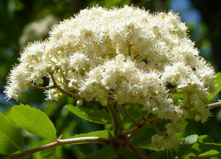 fraxinus-ornus-mecsek-gombkoris-flowers-ash