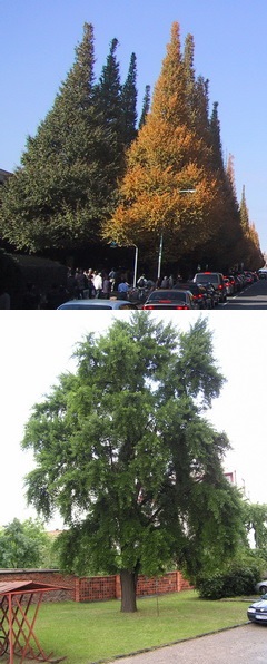 ginkgo-biloba_pafranyfenyo-street-in-tokyo-and-lucenec