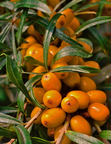 hippophae-rhamnoides-homoktovis-termes