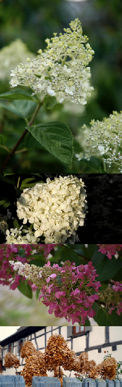 hydrangea-paniculata_bugas-hortenzia-combo