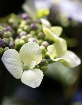 hydrangea-petiolaris_kuszo-hortenzia
