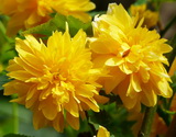 kerria-japonica_boglarkacserje-pleniflora
