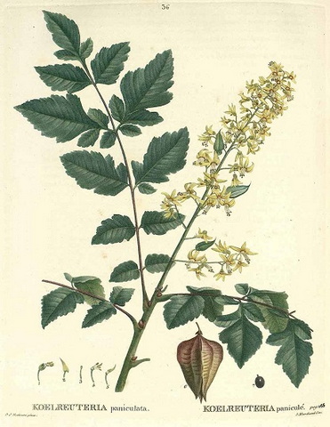 koelreuteria-paniculata-abrazolas
