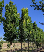 koelreuteria-paniculata-fastigiata_oszlopos-csorgofa