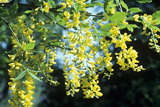 Vossii laburnum-watereri-wossii
