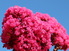 lagerstroemia-indica-selyemmirtusz
