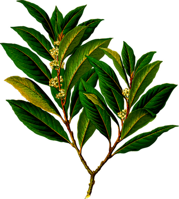 laurus-nobilis_nemes-baber-catchup