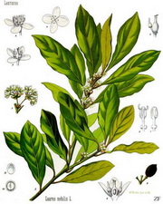 laurus-nobilis_nemes-baber-illustr-kohler-s-medizinal-pflanzen