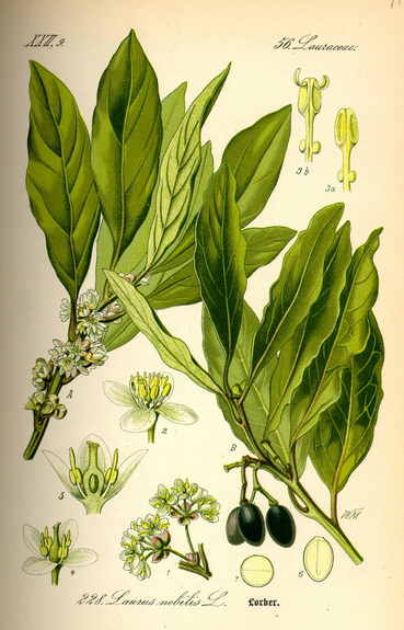 laurus-nobilis_nemes-baber-illustration-369x575.jpg