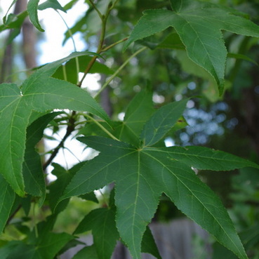 liquidambar-styraciflua_amerikai-ambrafa-levelek-summertime