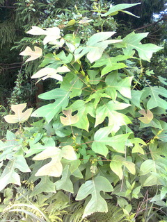 liriodendron-chinense-02.jpg