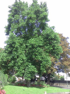 liriodendron-tulipifera-240x320.jpg