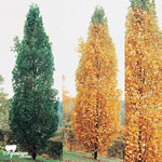 liriodendron-tulipifera-fastigiatum_oszlopos-tulipanfa
