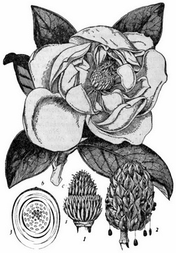 magnolia-grandiflora-abra
