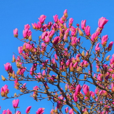 magnolia-susan-blooms