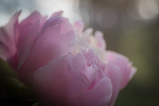 paeonia-suffruticosa