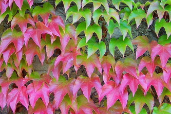 parthenocissus-tricuspidata-veitchii-repkenyszolo
