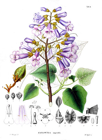 paulownia-abra-virag-level-termes