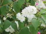 philadelphus-virginalis-virginal