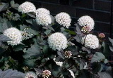 Diablo hólyagvessző részletes leírása és vásárlási lehetőség physocarpus-opulifolius-diablo-holyagvesszo