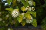A Luteus hólyagvessző részletes leírása és vásárlási lehetőség physocarpus-opulifolius-luteus-holyagvesszo